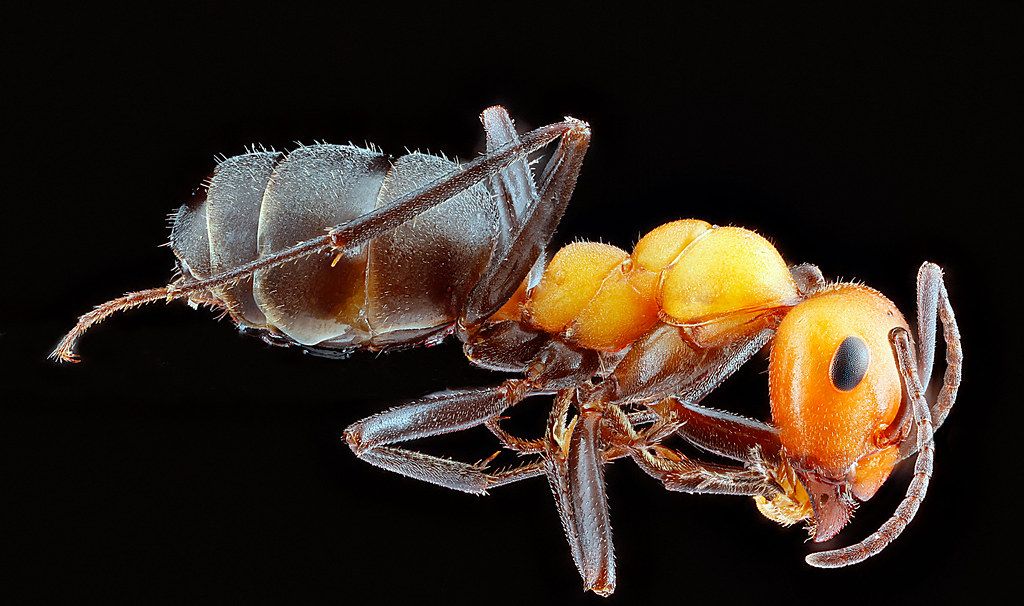 Ant Control service in DeSoto, TX