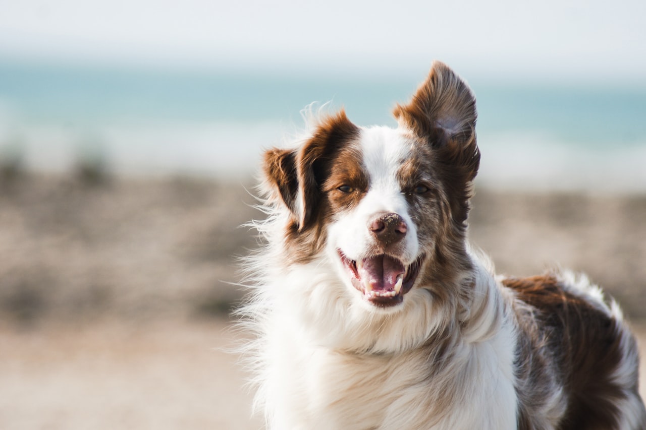 Flea & Tick Control service in DeSoto, TX