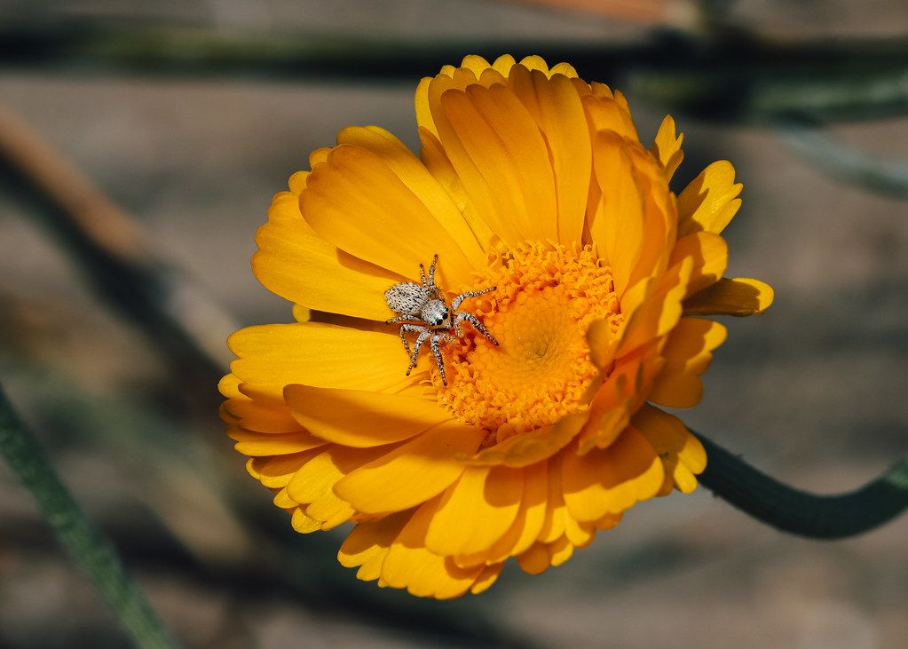 Spider Control service in DeSoto, TX